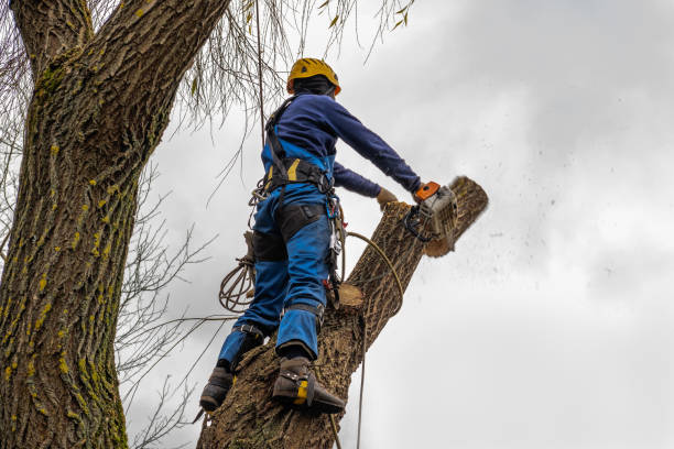 How Our Tree Care Process Works  in  Colbert, OK